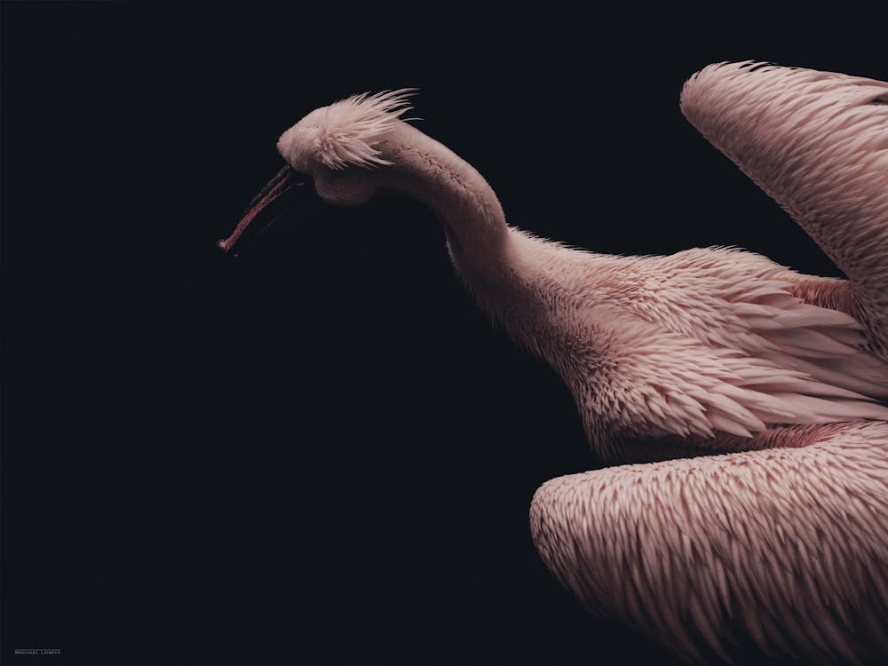 Pink Pelican №2