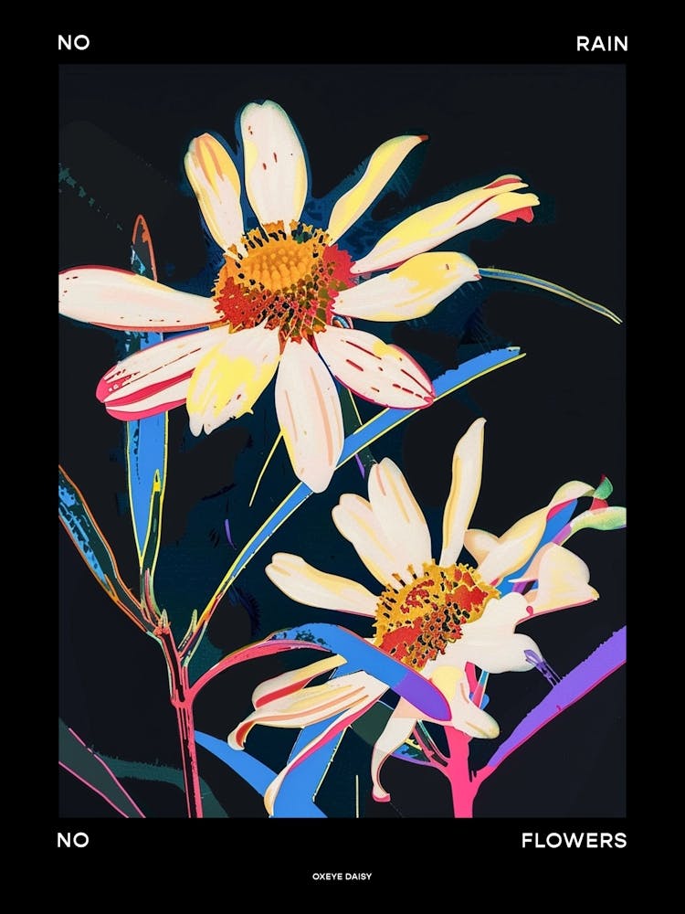 No Rain No Flowers Poster Oxeye Daisy 1