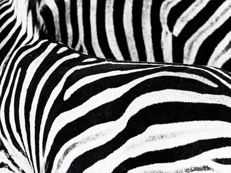 Zebras