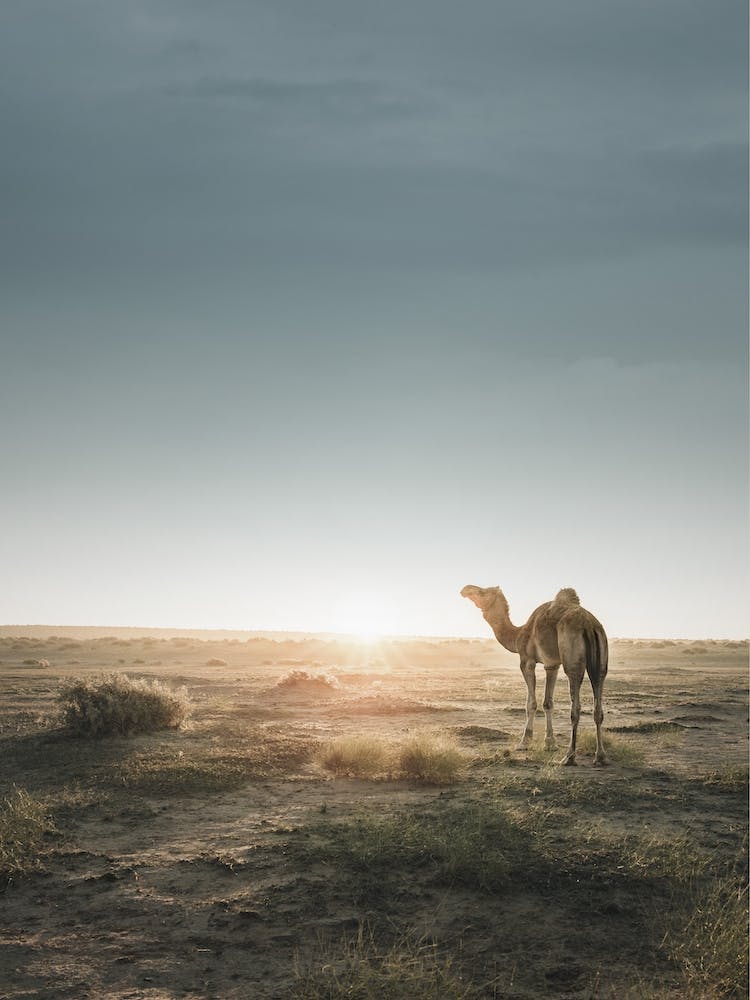 Mania Landscapes Raw 23 Thar (India)