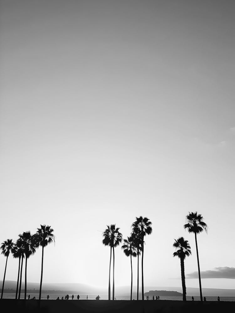 Silhouette Of Palm Trees 2