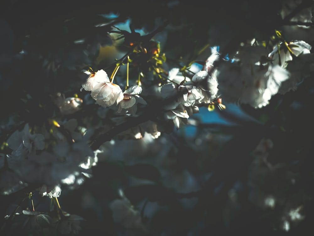 White Blossom