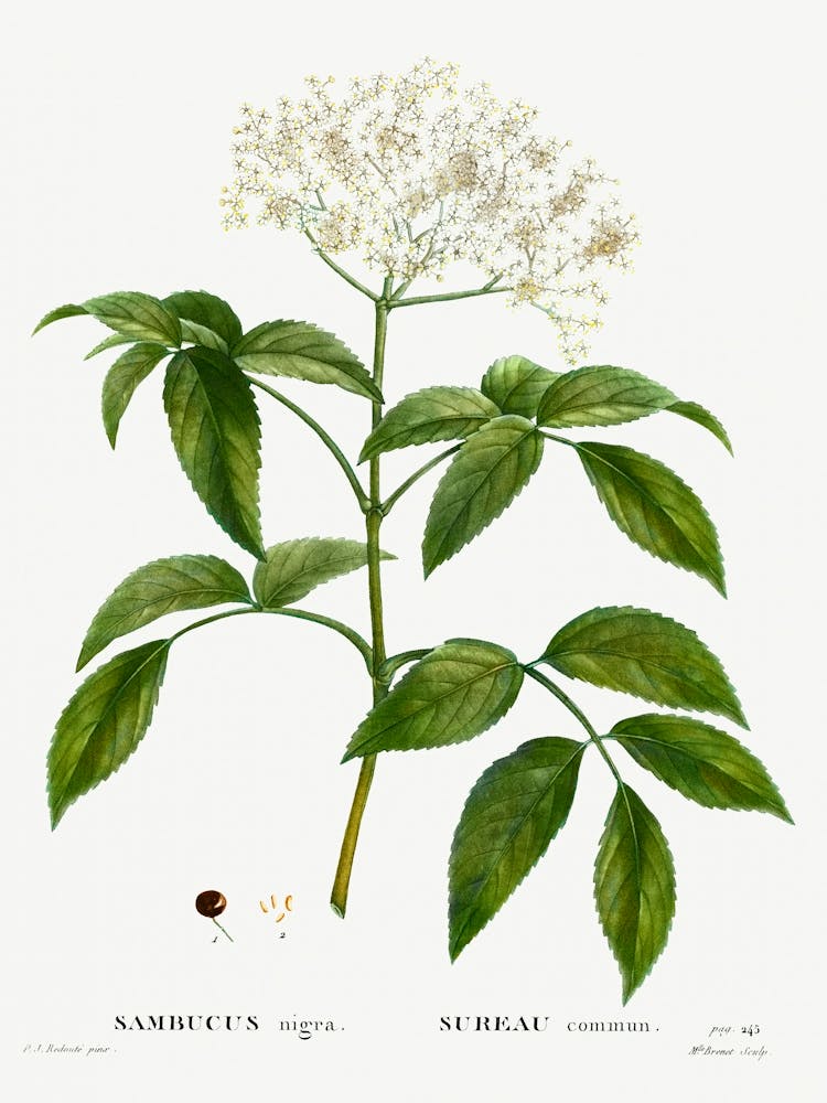 Elder, Pierre Joseph Redoute