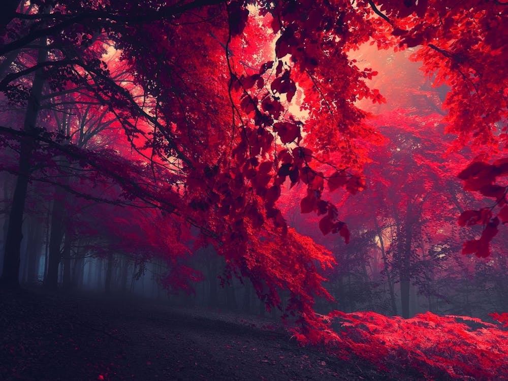 Red Autumn Forest