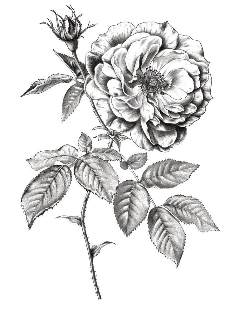 Black And White Rose Line Drawing 4