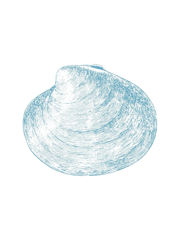 Clam Shell Isolated On White