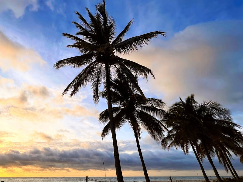 Sunset And Palm Trees At The Fort Lauderdale Beach