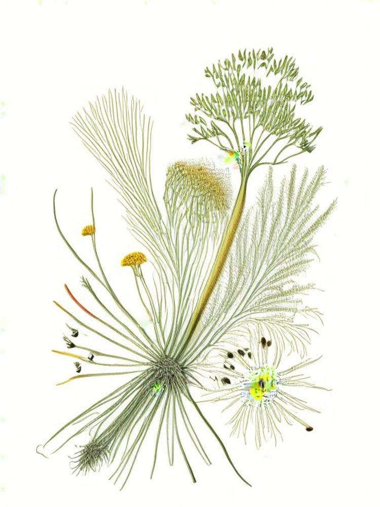 Fennel Seeds Spices And Herbs Pencil Illustration 6