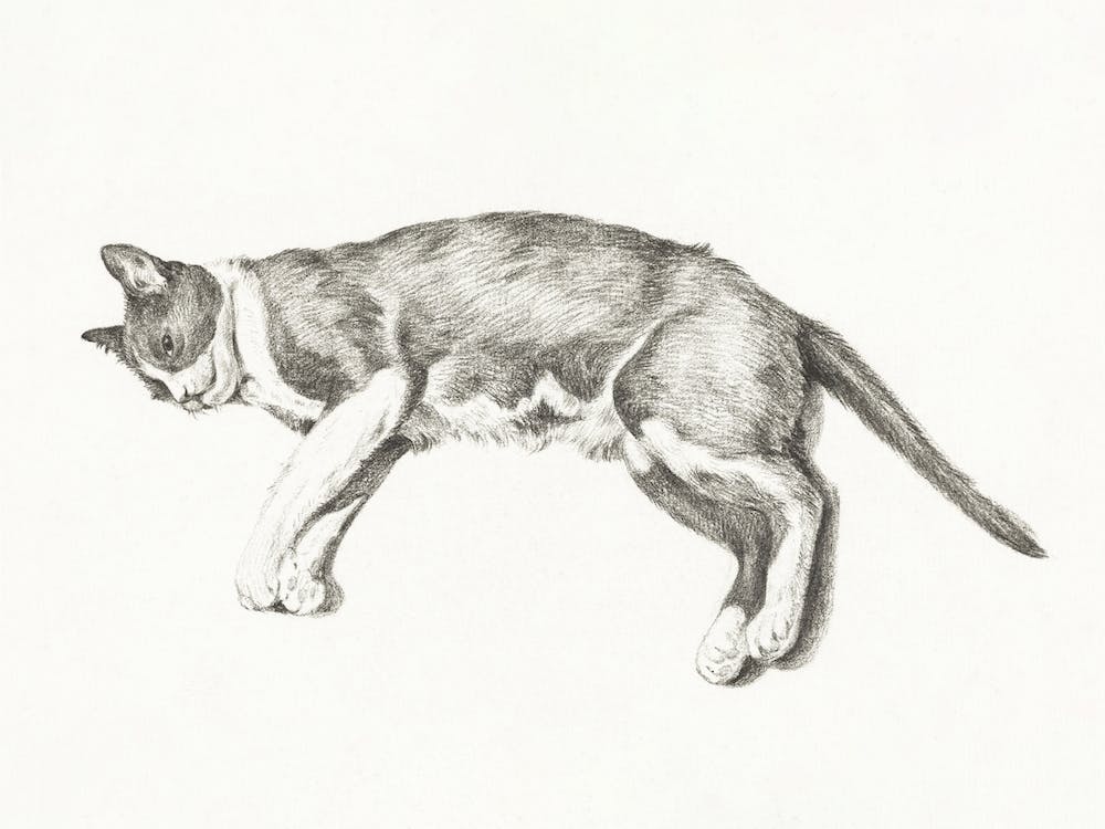 Sketch Of A Lying Cat 1, Jean Bernard