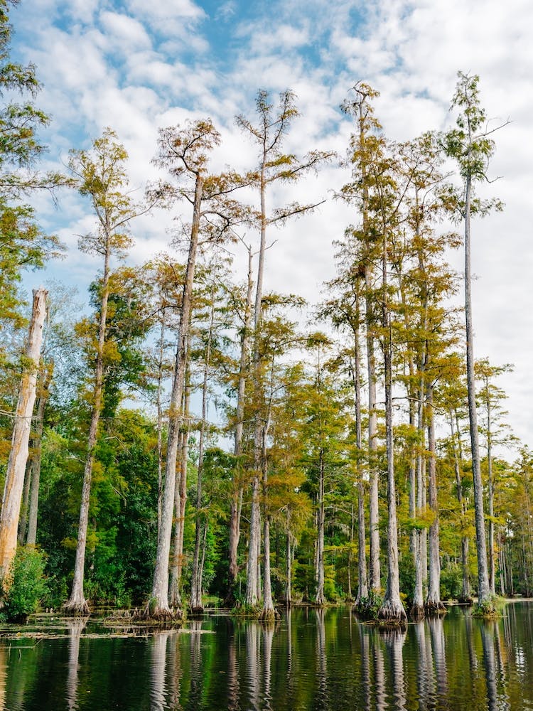 Charleston Cypress Gardens LV