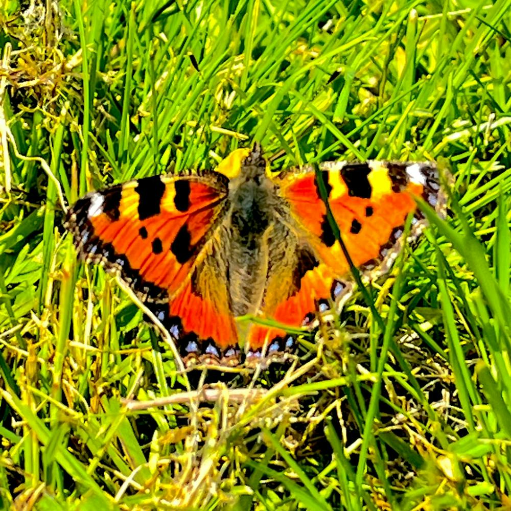 Tortoiseshell Butterfly