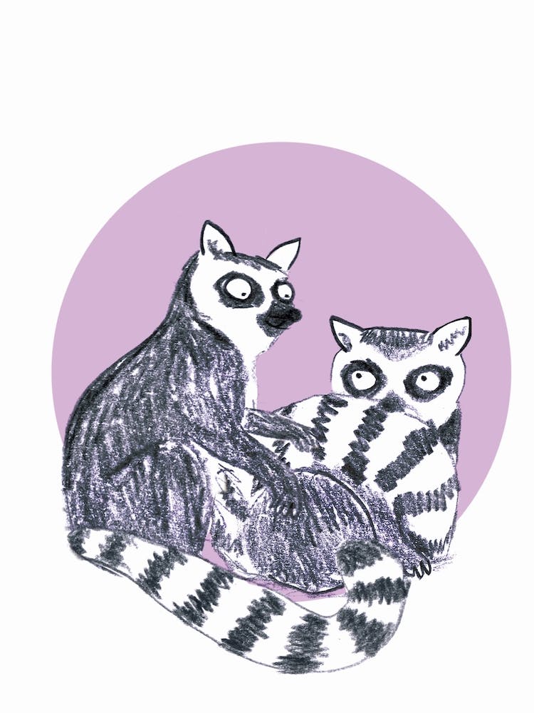 Lemur Cuddle