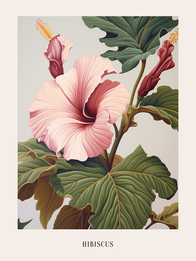Floral Illustration Hibiscus 4 Poster