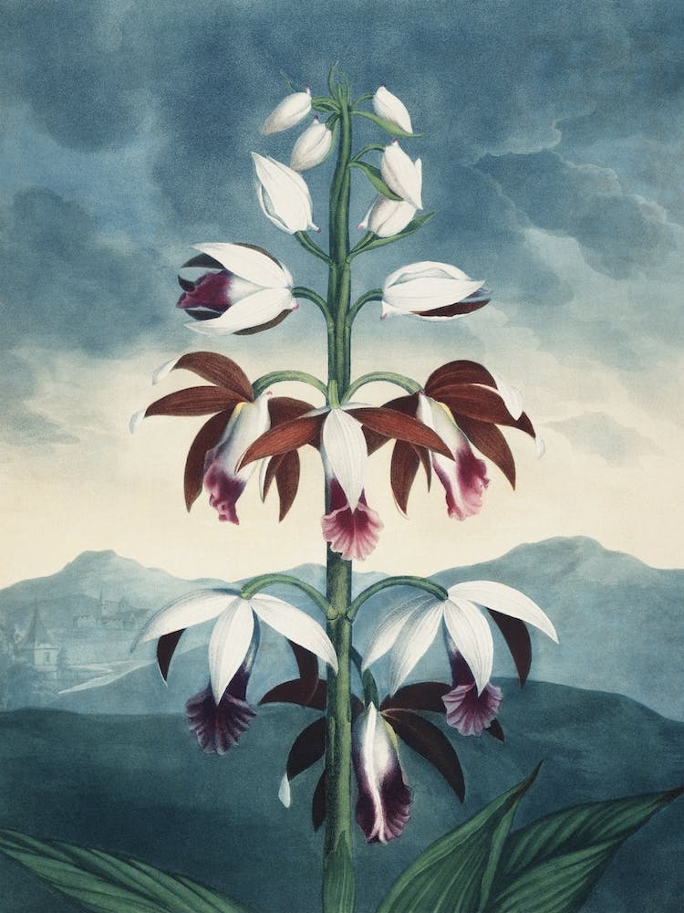 Vintage Thornton 3 China Limodoron