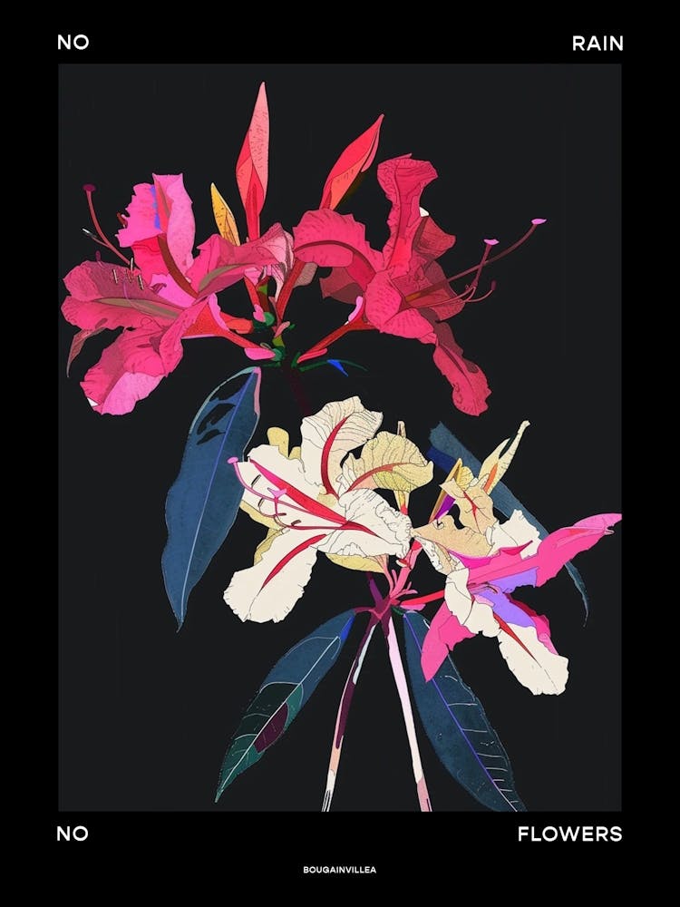 No Rain No Flowers Poster Bougainvillea 1