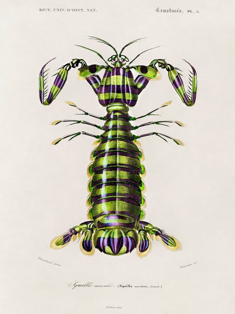 Giant Mantis Shrimp (Squilla Maculata), Charles Dessalines D' Orbigny
