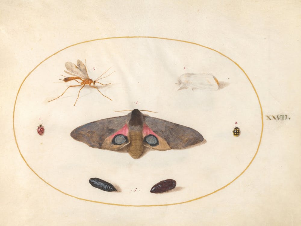 Two Moths, Two Chyrsalides, And Other Insects, Joris Hoefnagel