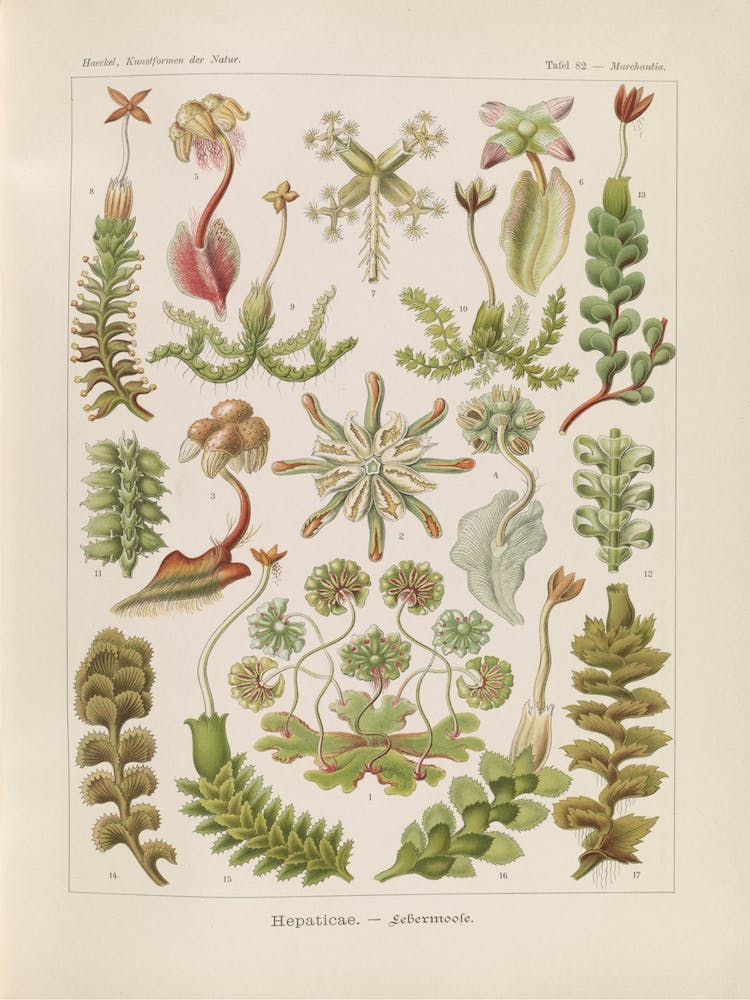 Hepaticae–Lebermoose, Ernst Haeckel