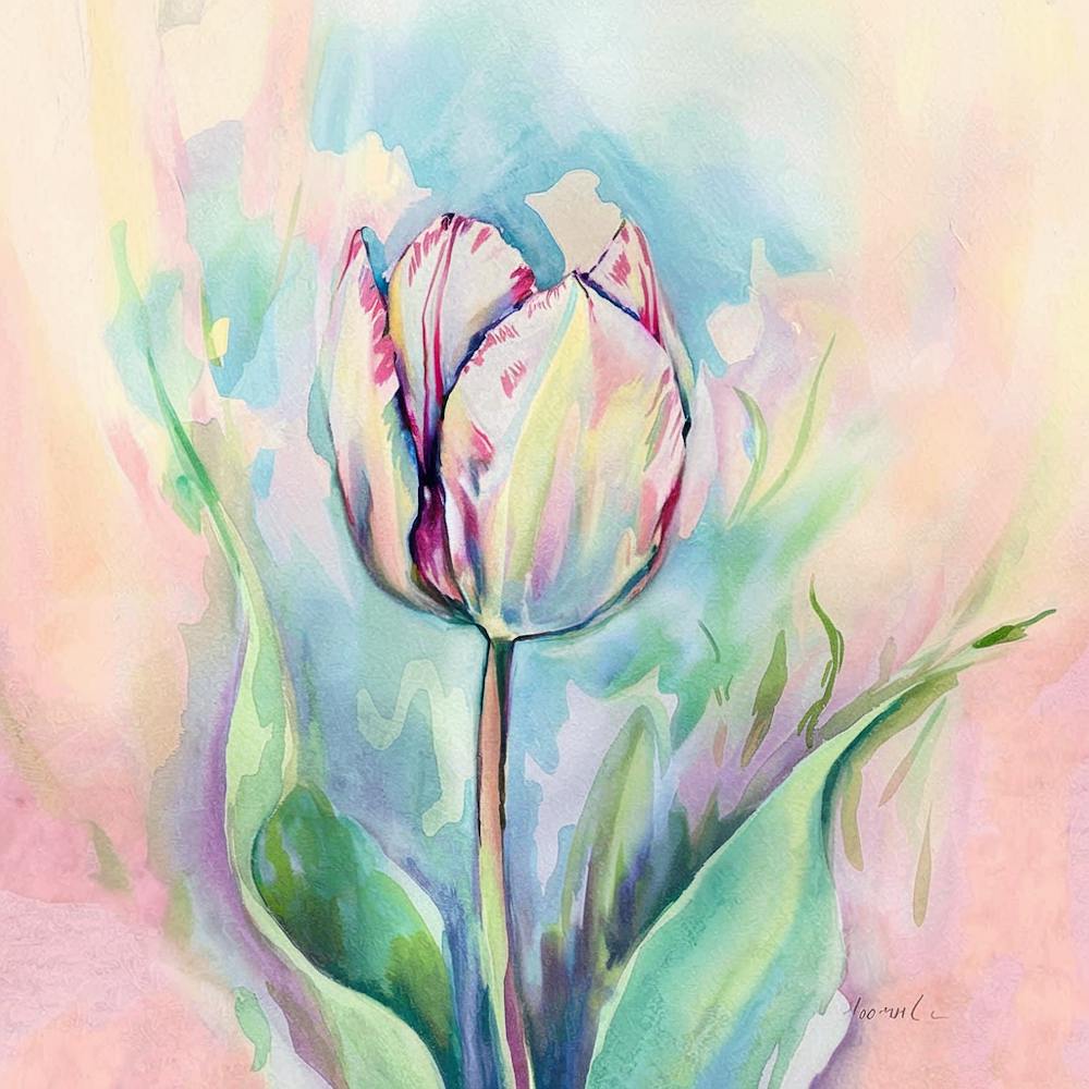 Queen Of The Night Tulip 1