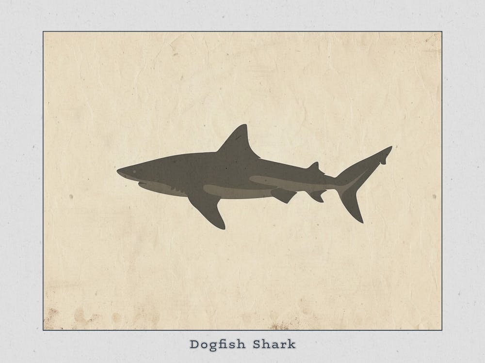 Dogfish Shark Silhouette 5 Poster