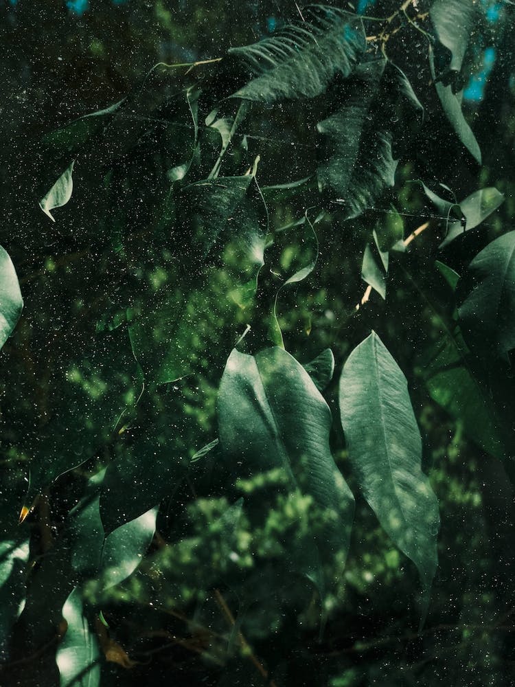 Abstract Greens In The Sun