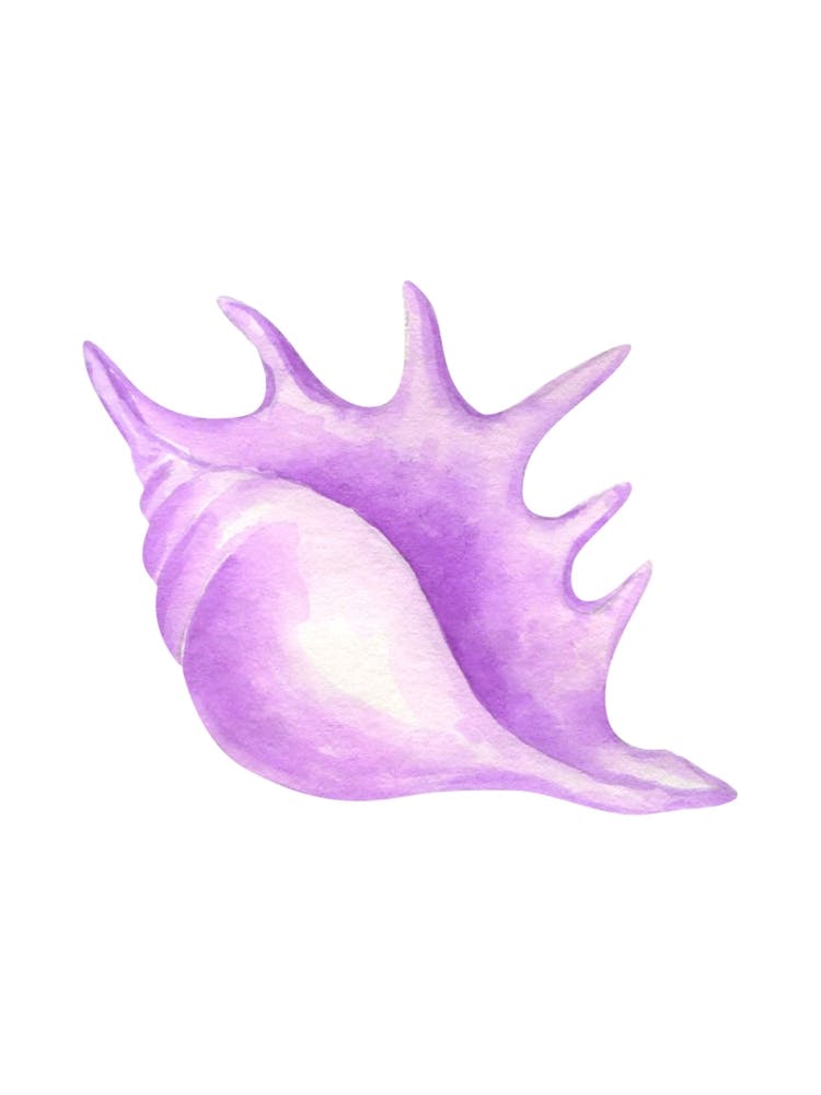 Purple Seashell