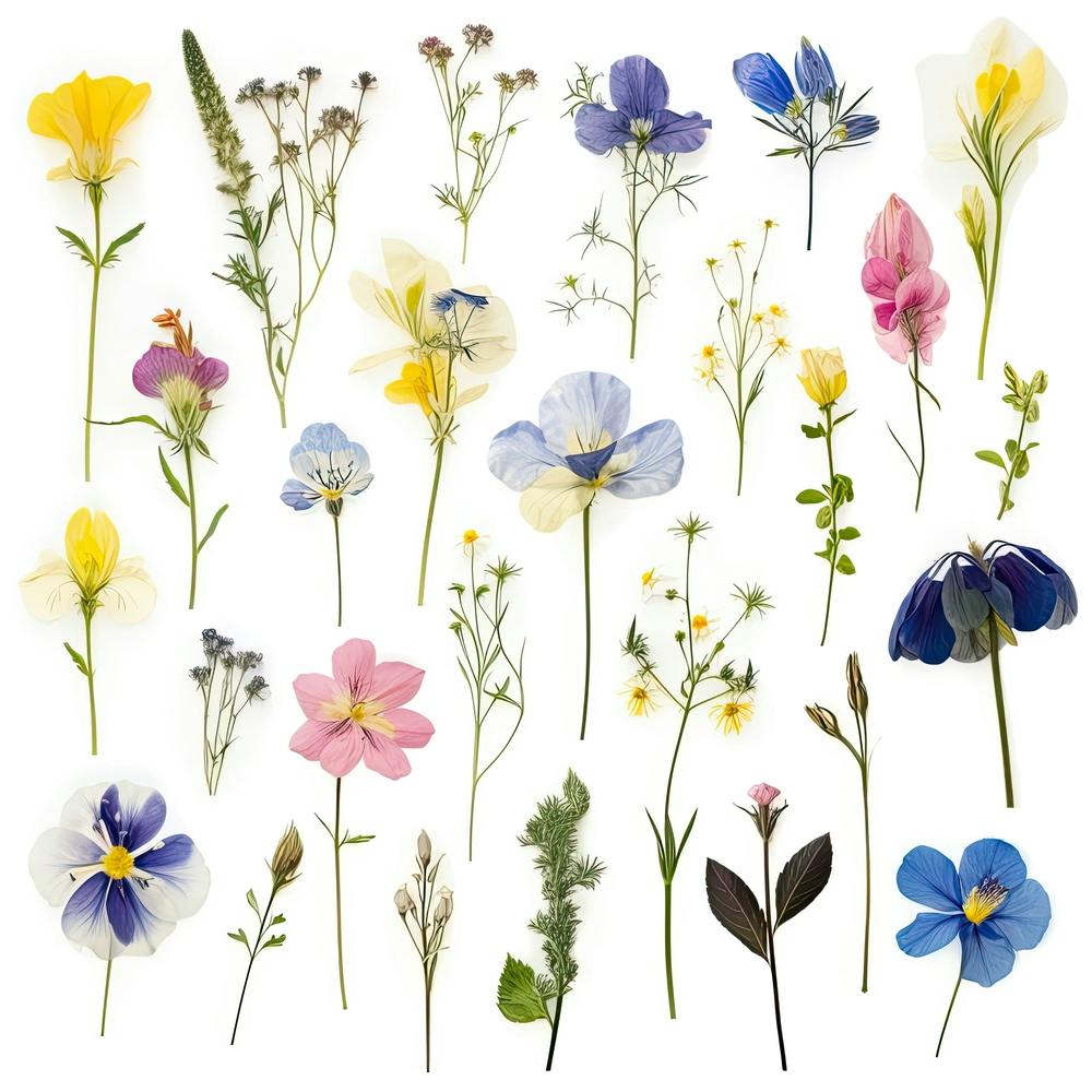 Getrocknete Wildblumen 1