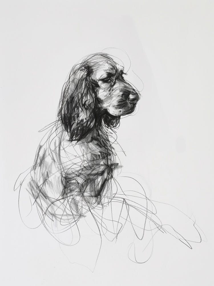 English Cocker Spaniel Dog Charcoal Line 1