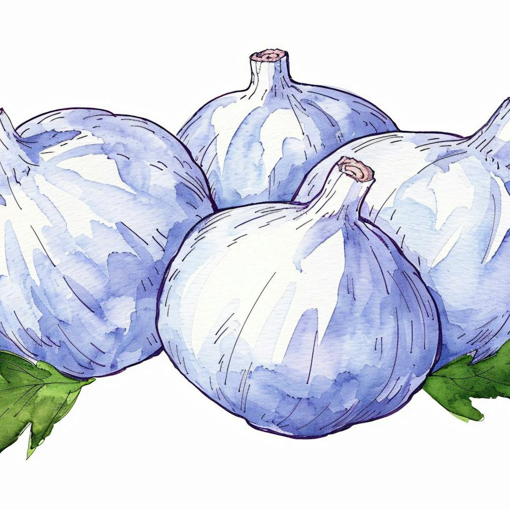 Aquarellillustration von Knoblauch
