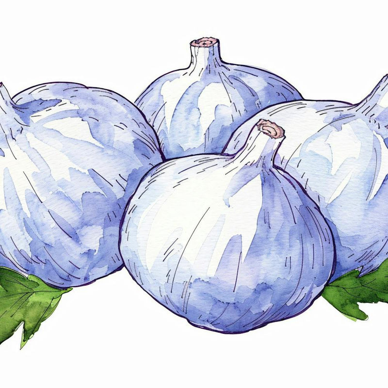 Watercolor Illustration Of Garlic