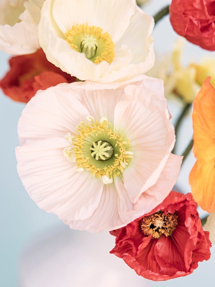 Poppy Flowers