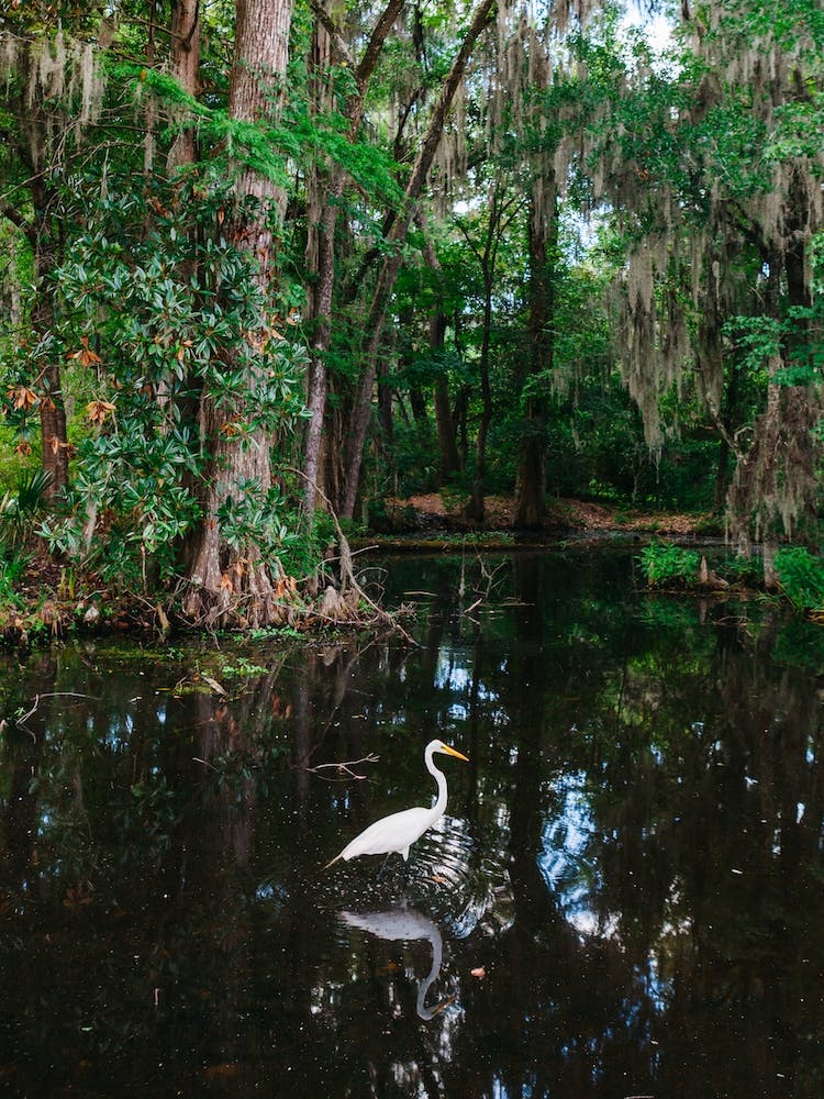 Charleston's Magnolia Plantation VI