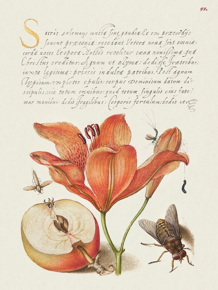 Insects, Orange Lily, Caterpillar, Apple, And Horse Fly From Mira Calligraphiae Monumenta, Joris Hoefnagel