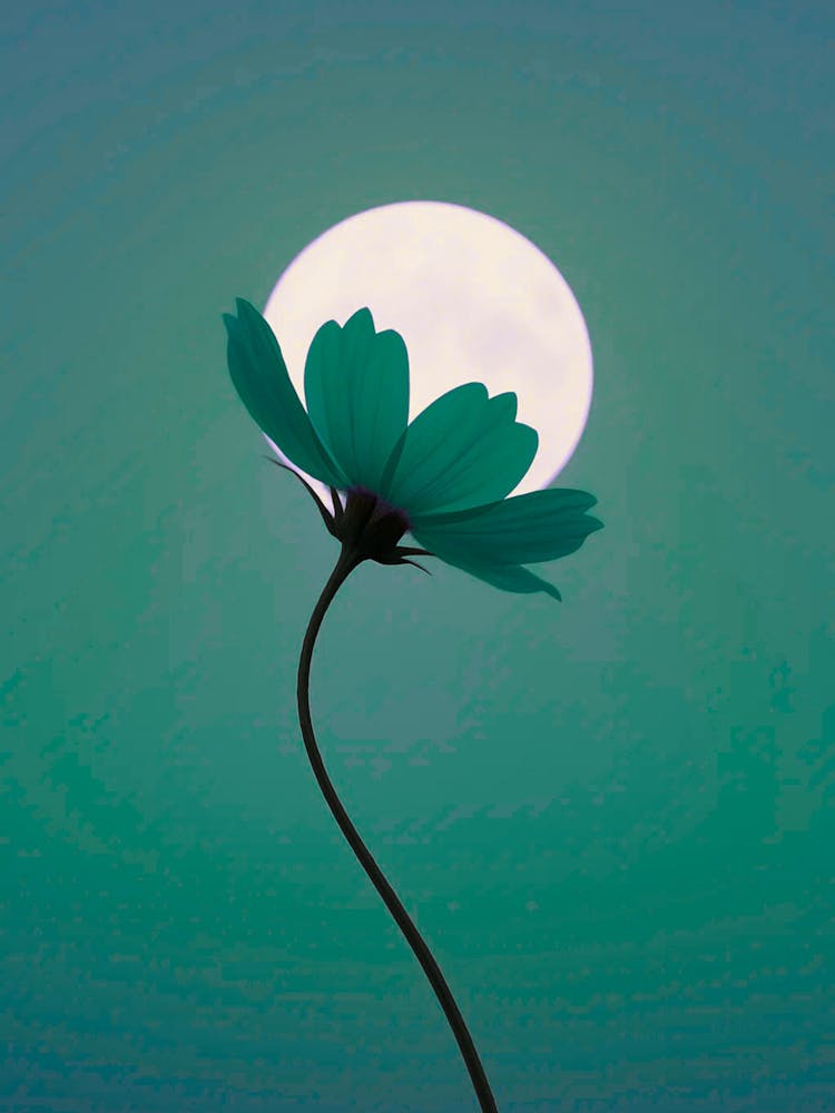 Moon Flower