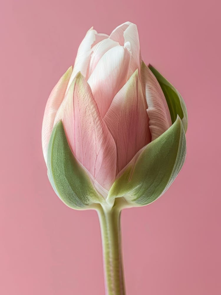 Pink Tulip