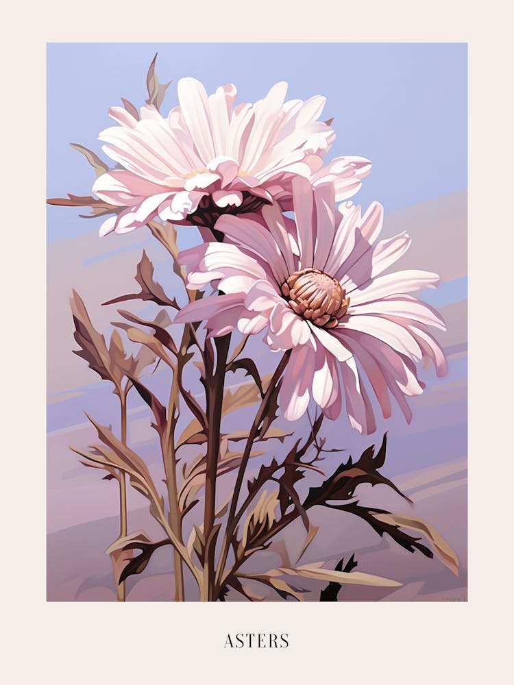 Illustration Florale Asters 2 Affiche