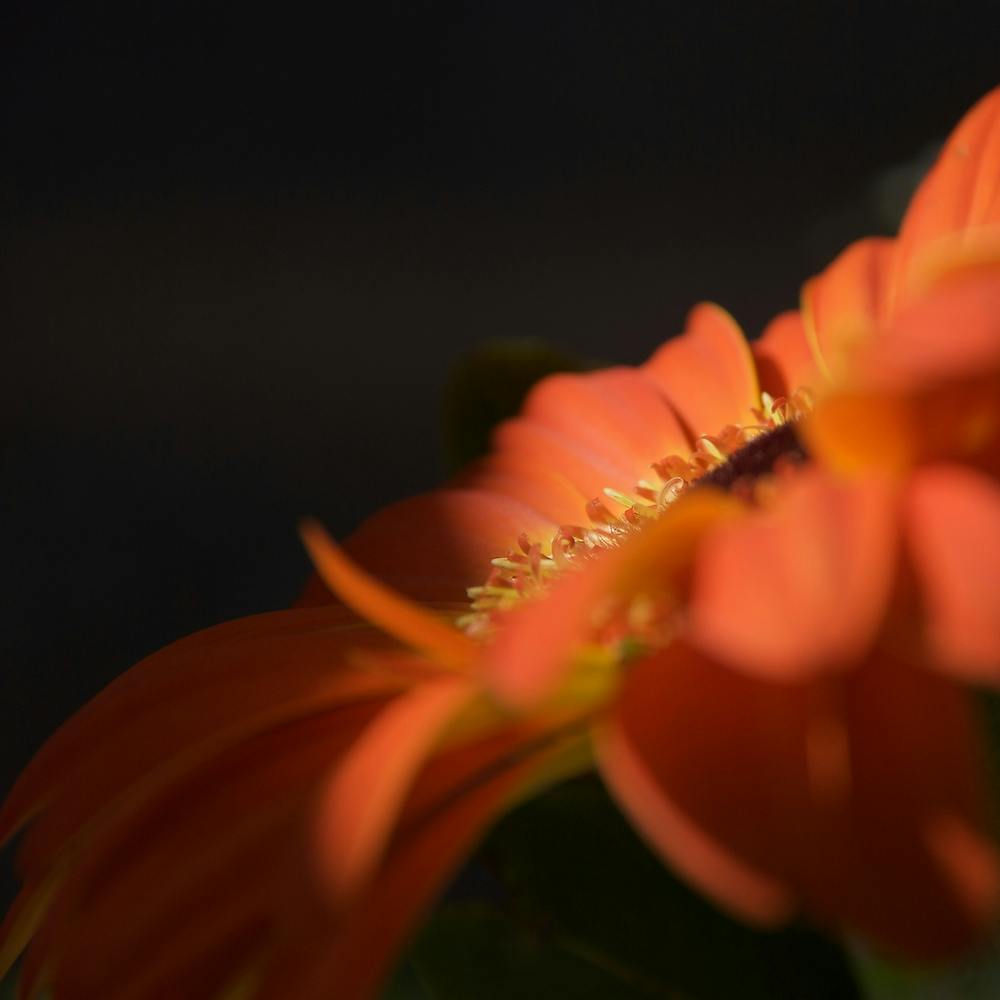 Orange in Bloom