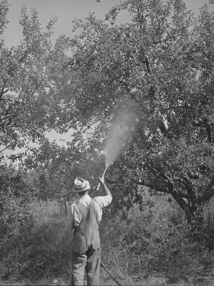 Member Of Fsa (Farm Security Administration) Cooperative Spraying Fruit, Cache County, Utah By Russell Lee