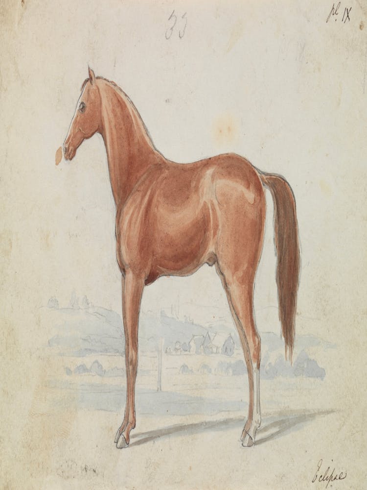 Brown Horse