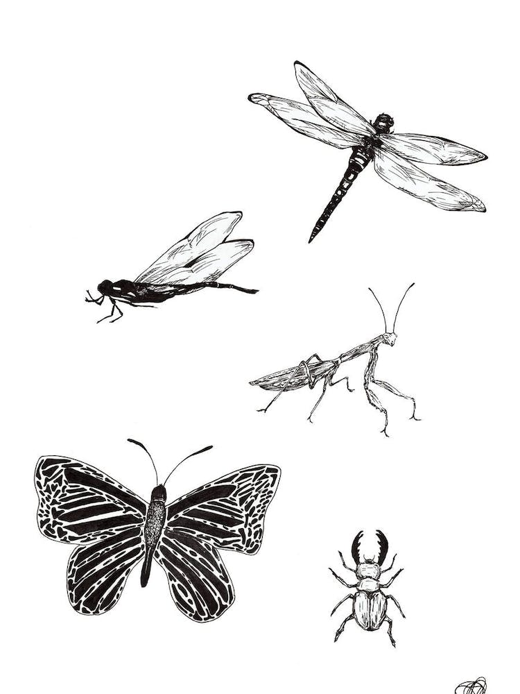 Black and White Insects