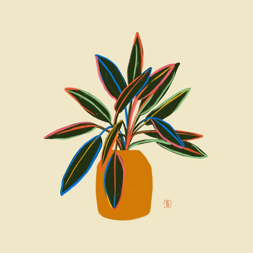 Plant With Colourful Leaves Square