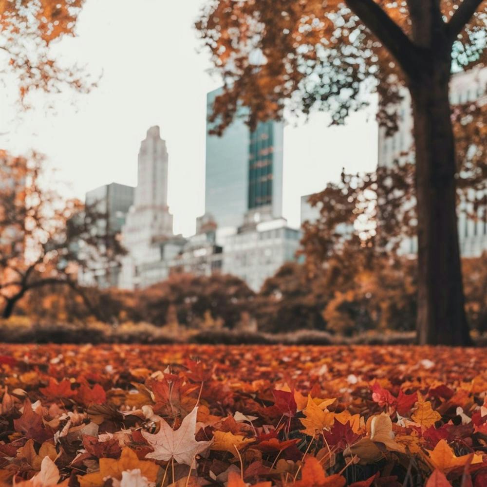 Autumn Leaves In New York City