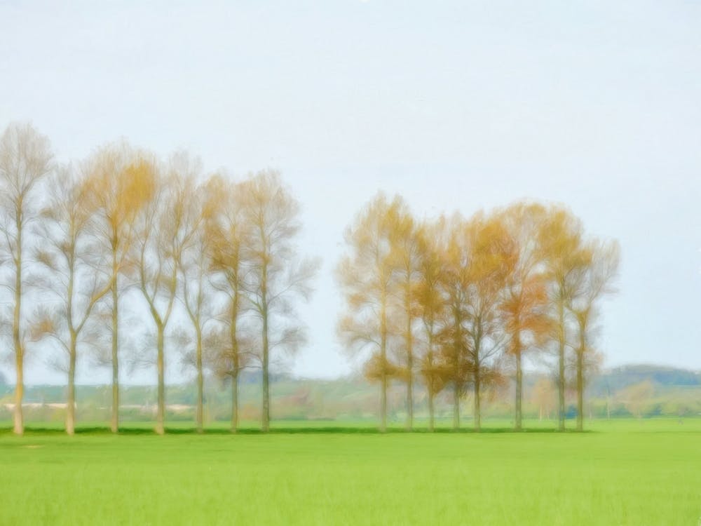 Tree Lined Landscape In Spring