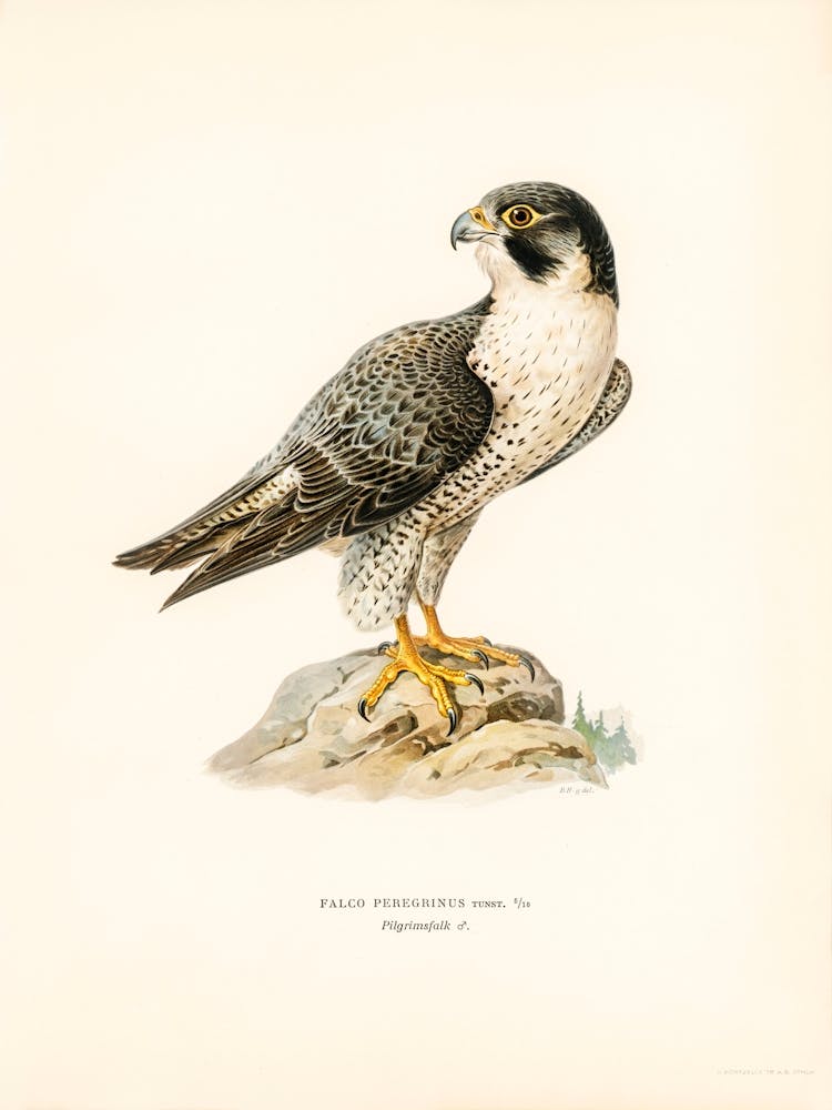 Peregrine Falcon (Falco Peregrinus), The Von Wright Brothers