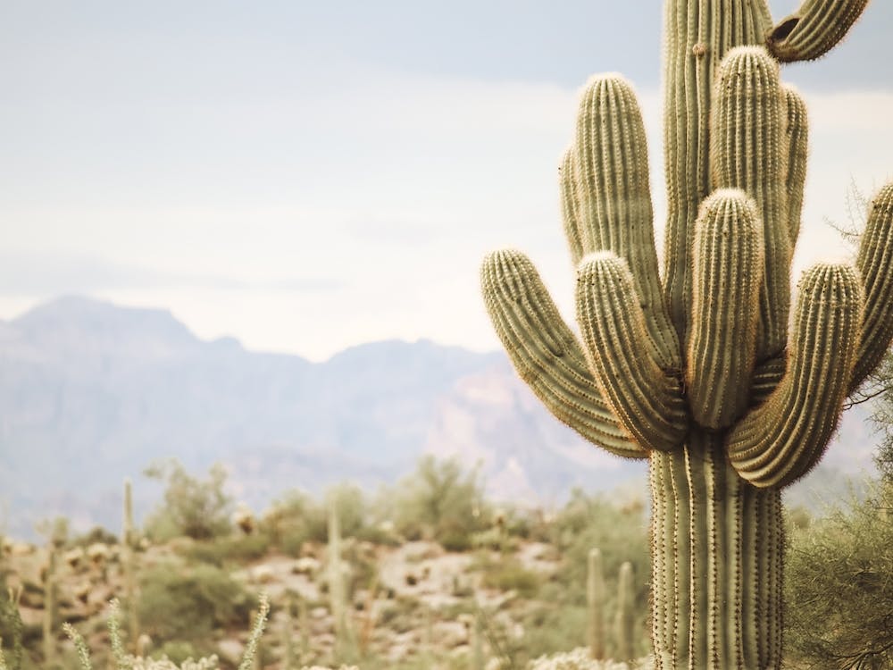 Cave Creek Cactus