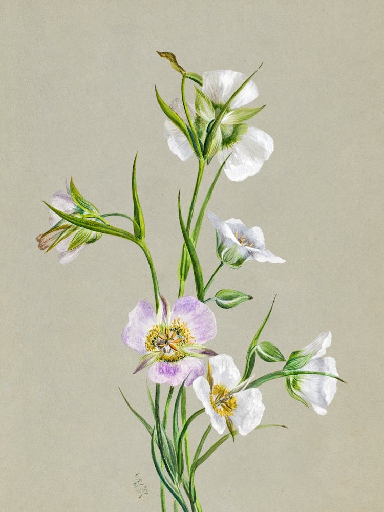 Vintage Botanical Mary Vaux Walcott _2732415