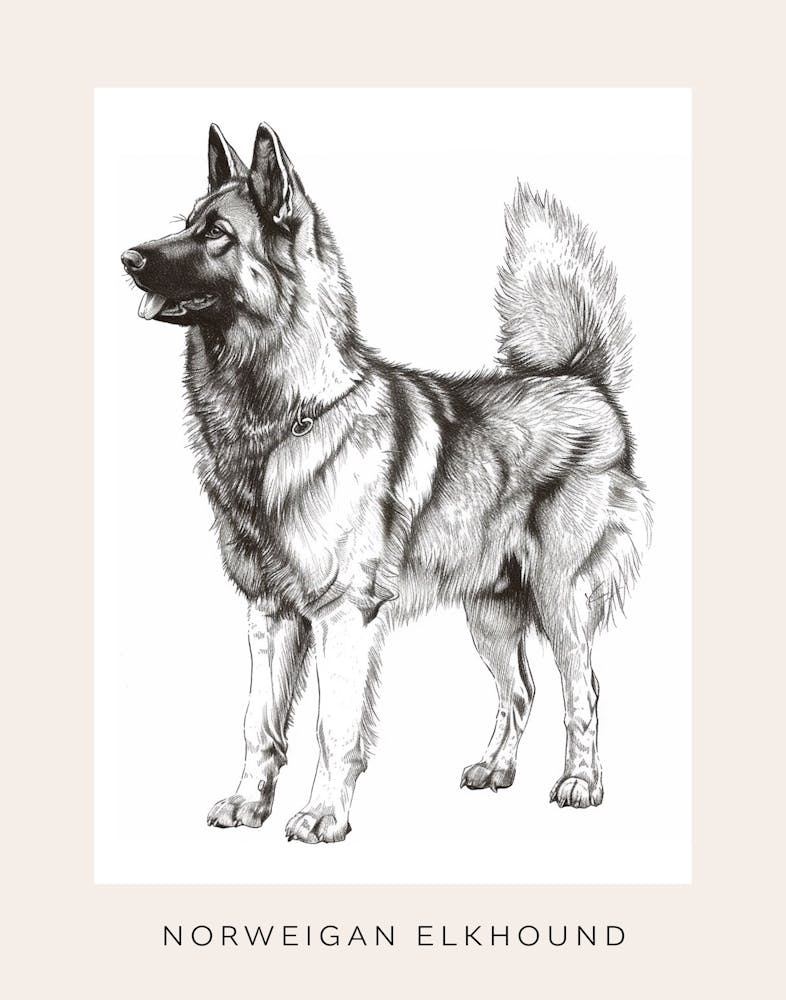 Norweigan Elkhound Dog Croquis au trait 1 Affiche
