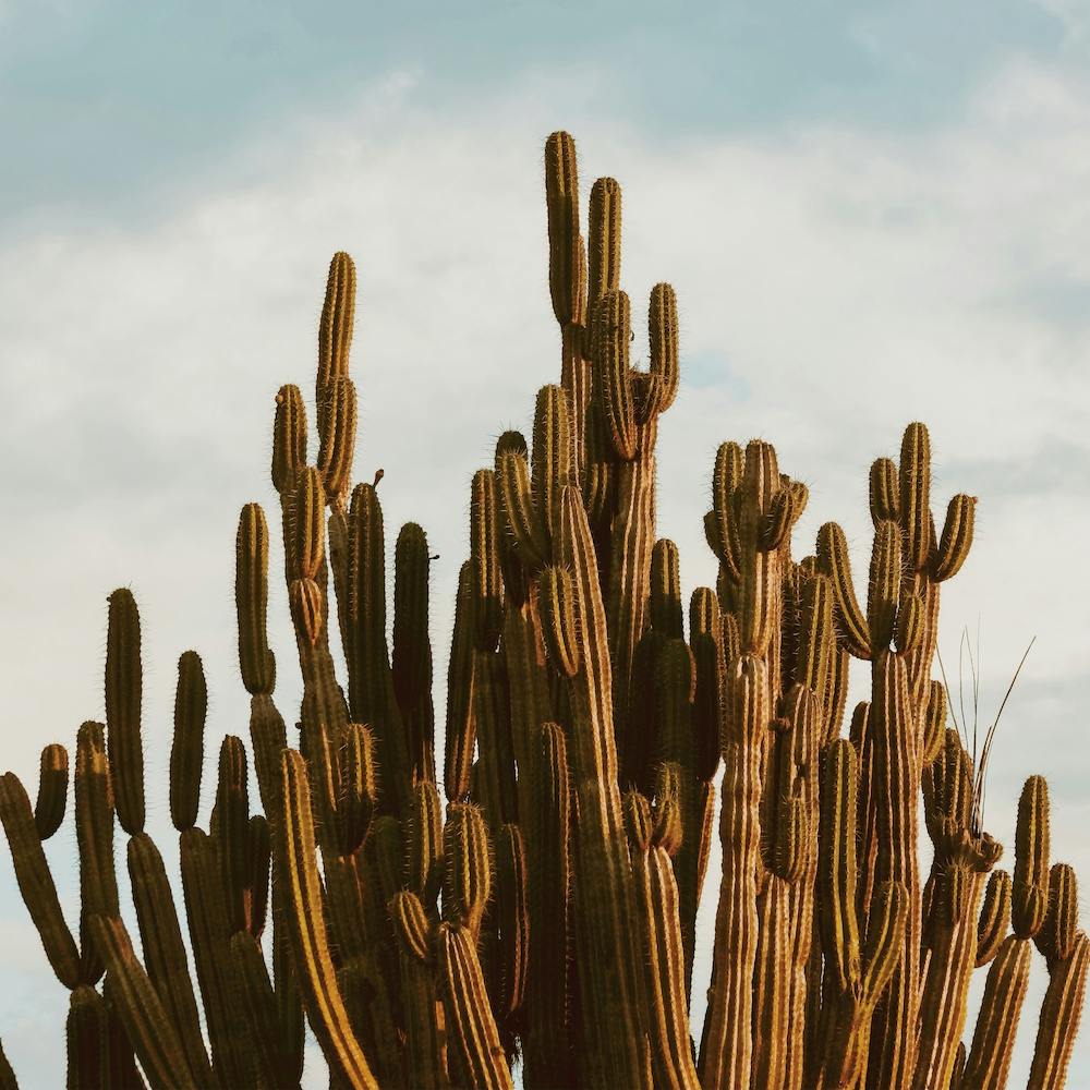 Large Desert Cactus Square