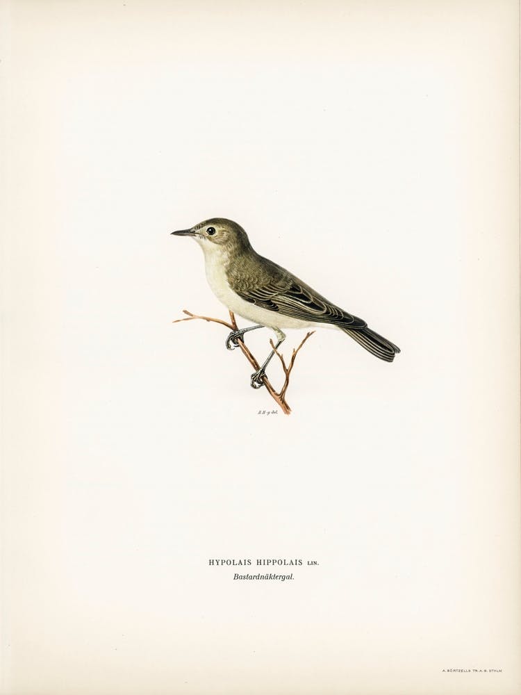 Tree Warbler (Hypolais Hipolais), The Von Wright Brothers