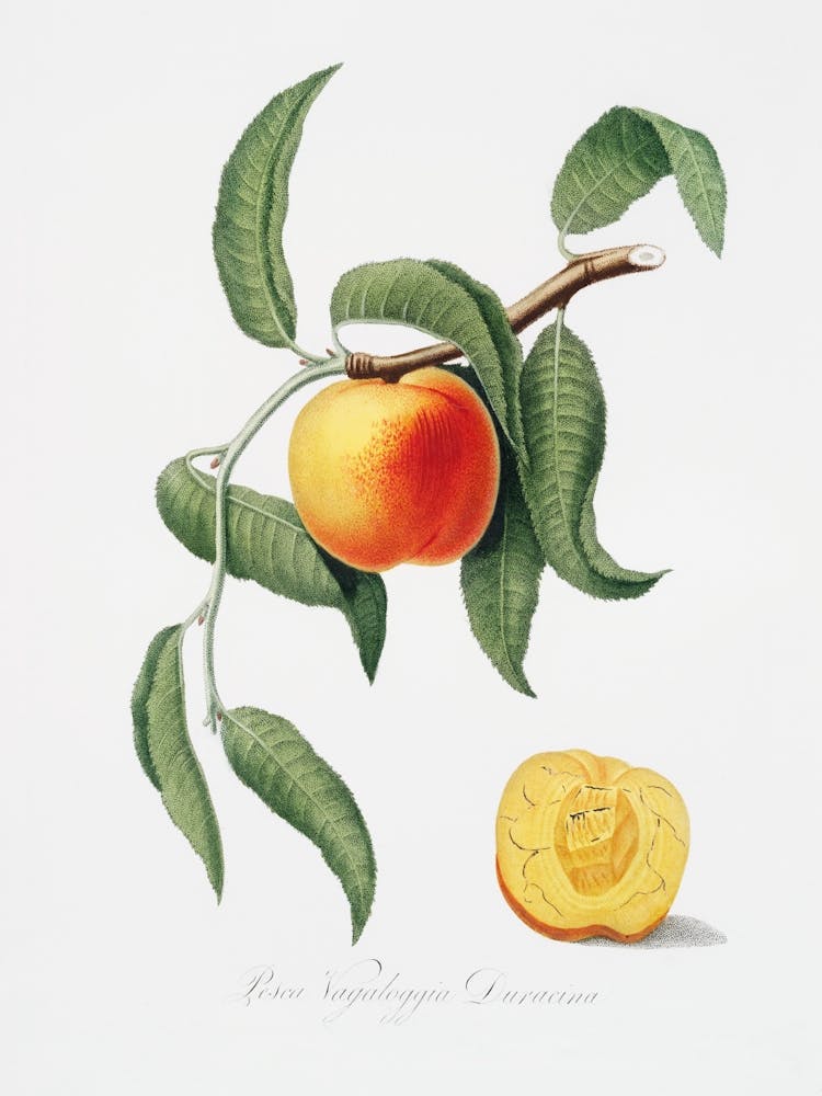 Apricot